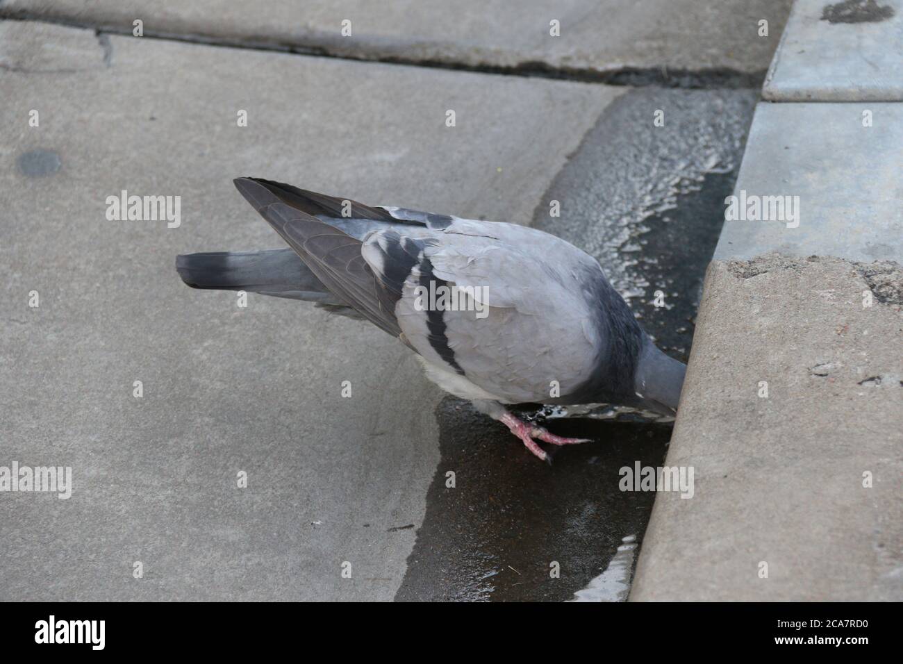 Eine Taube trinkt Wasser aus einem Abfluss in Parramatta, Australien, wenn die Temperaturen die frühen 30-er Jahre Celcius erreichen. Stockfoto