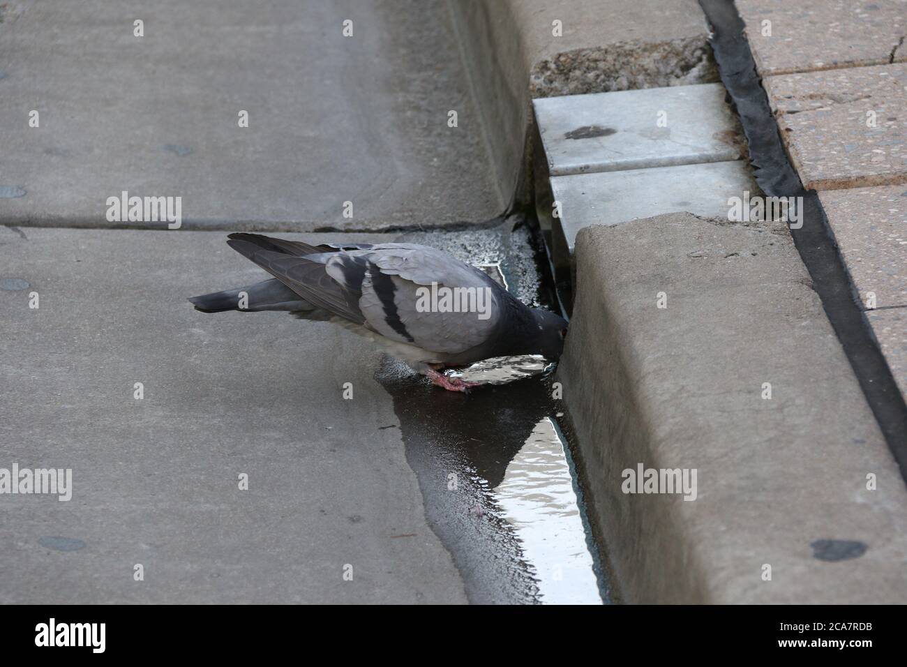 Eine Taube trinkt Wasser aus einem Abfluss in Parramatta, Australien, wenn die Temperaturen die frühen 30-er Jahre Celcius erreichen. Stockfoto