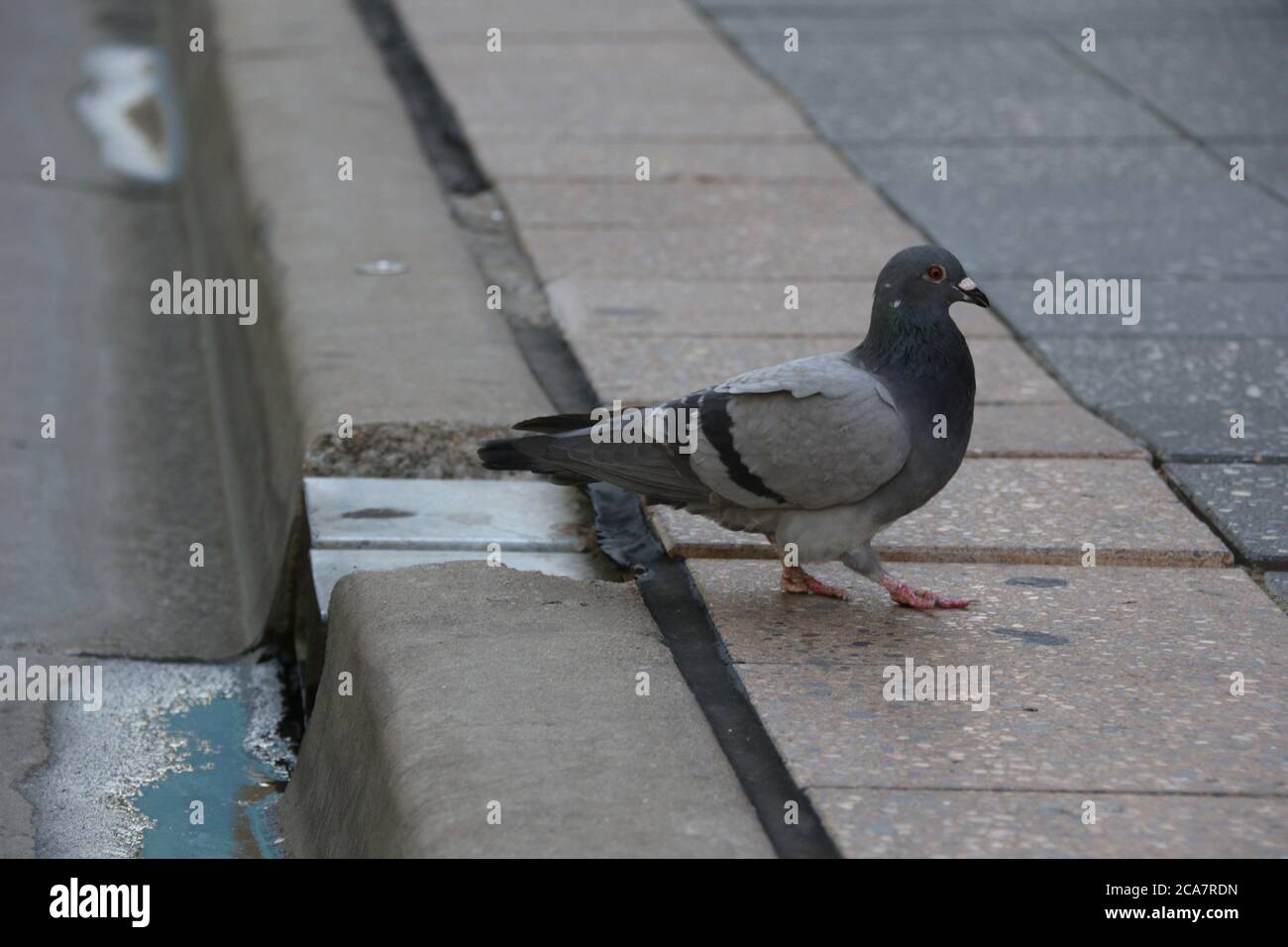 Eine Taube trinkt Wasser aus einem Abfluss in Parramatta, Australien, wenn die Temperaturen die frühen 30-er Jahre Celcius erreichen. Stockfoto