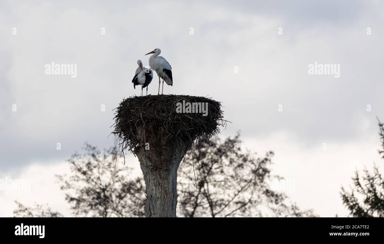 Zwei Weißstörche in einem Nest an einem bewölkten Herbsttag mit Bäumen im Hintergrund Stockfoto