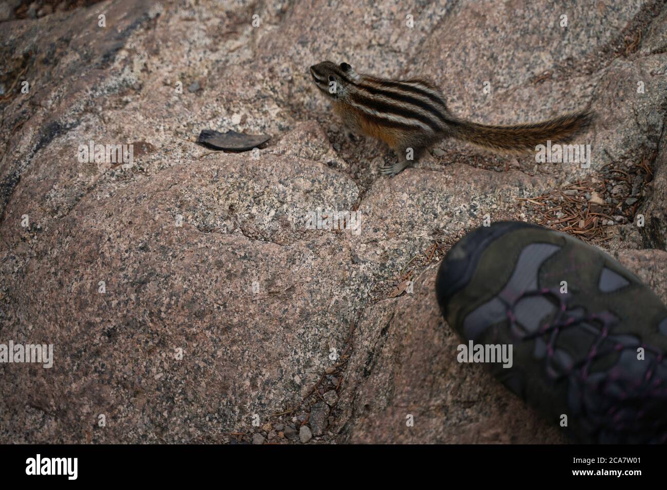 Chipmunk auf Felsen sitzend. Kleines Tier neben dem menschlichen Stiefel Stockfoto