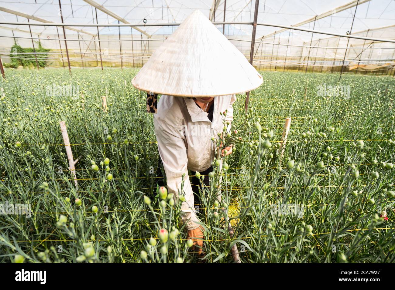 Da Lat / Vietnam - 19. Januar 2020: Vietnamesische Arbeiter im traditionellen Hut arbeiten im Gewächshaus Blumen von Hand pflücken Stockfoto