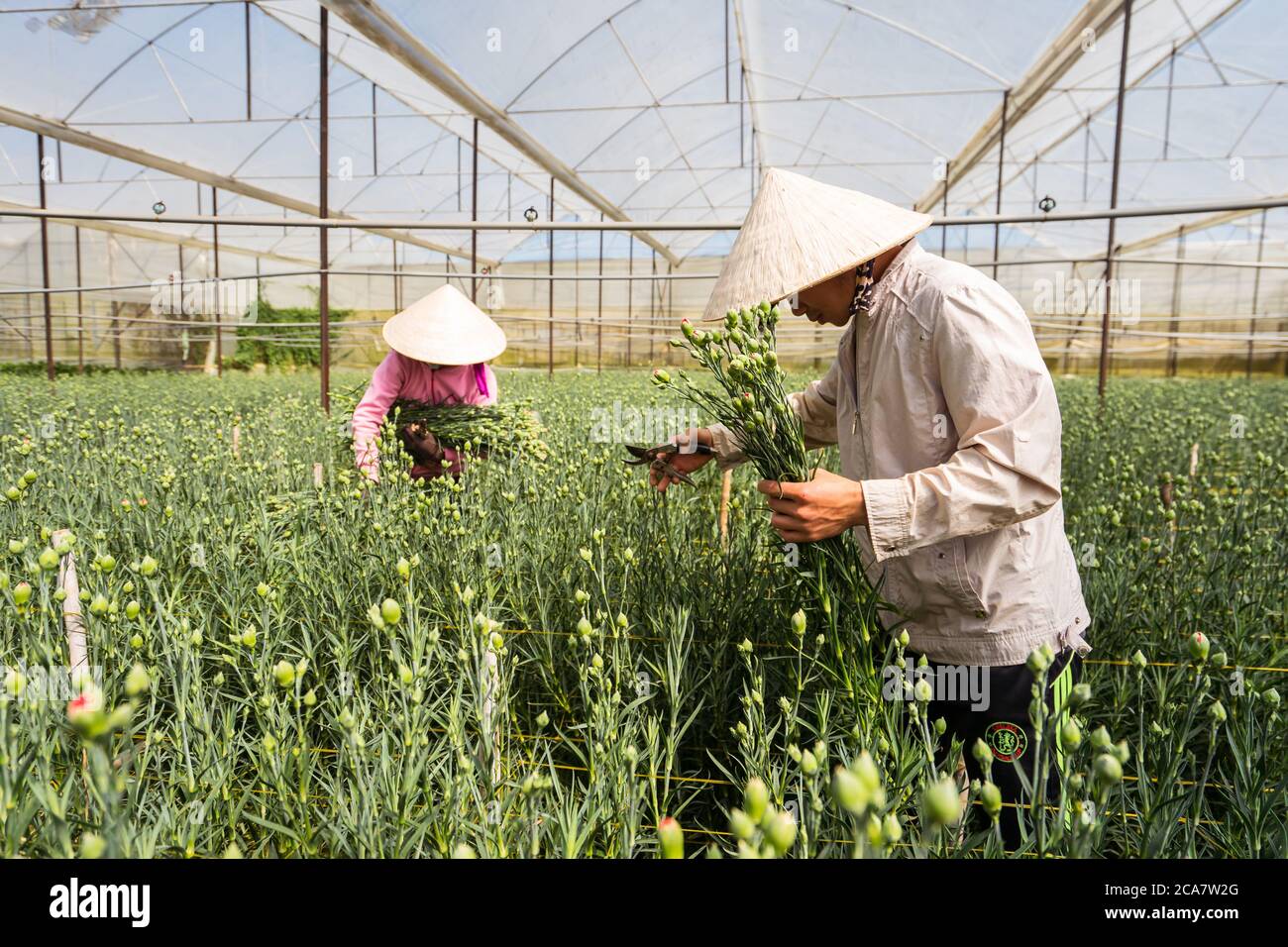 Da Lat / Vietnam - 19. Januar 2020: Vietnamesische Arbeiter im traditionellen Hut arbeiten im Gewächshaus Blumen von Hand pflücken Stockfoto