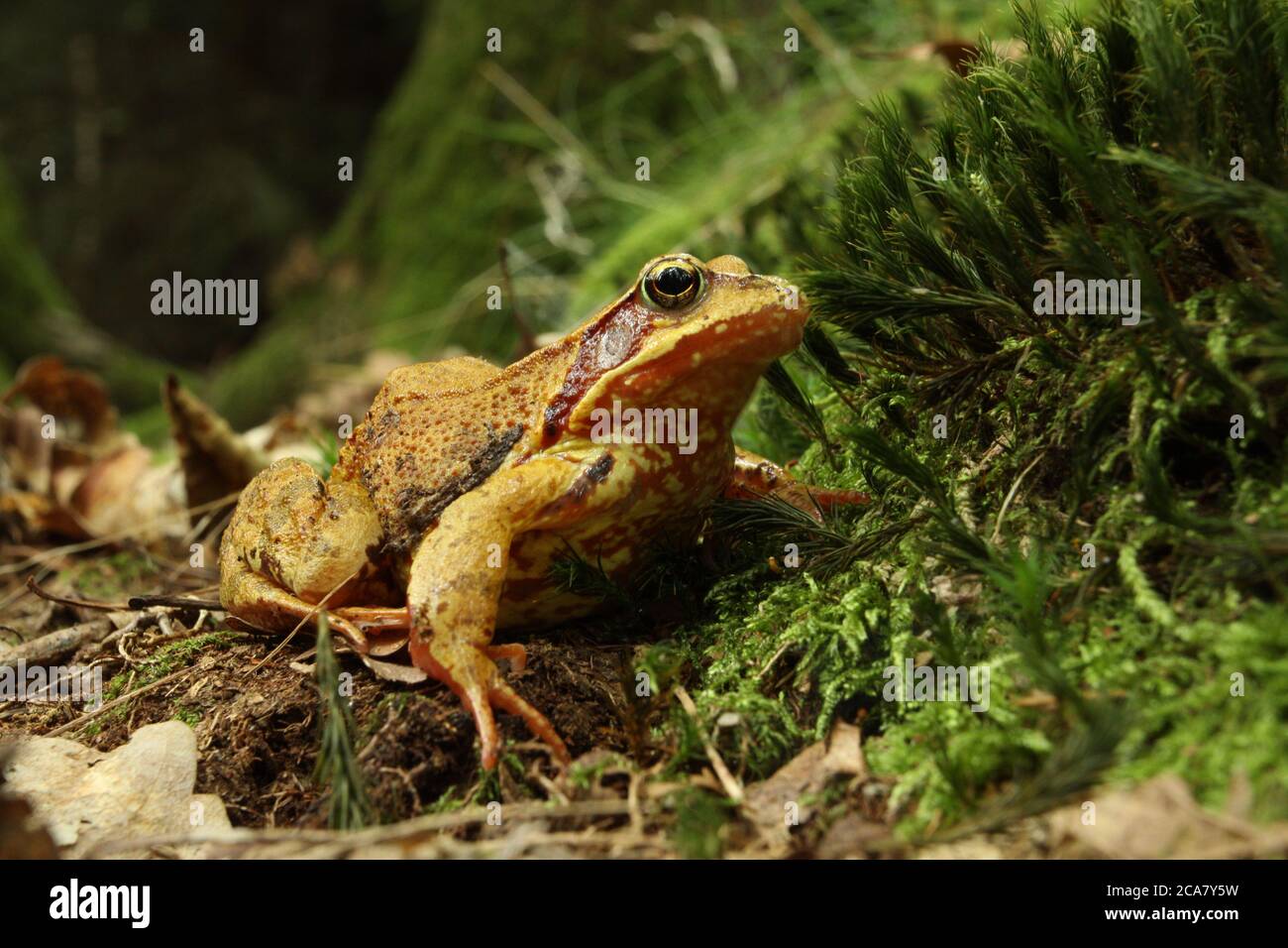 Die Welt der Tiere ist besser als die der Menschen Stockfoto