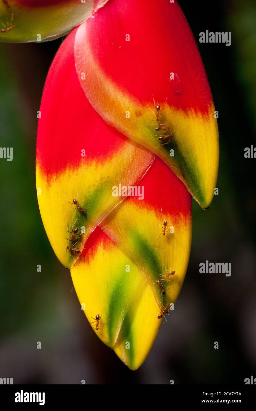 Ameisen auf falschem Paradiesvogel (Heliconia rostrata), der sich von Nektar ernährt. Juni 2010. Kuala Lumpur Butterfly Park. Kuala Lumpur. Malaysia. Stockfoto