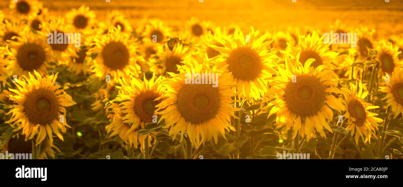 Sonnenblumenfeld im goldenen Licht der untergehenden Sonne gebadet - Panorama Stockfoto
