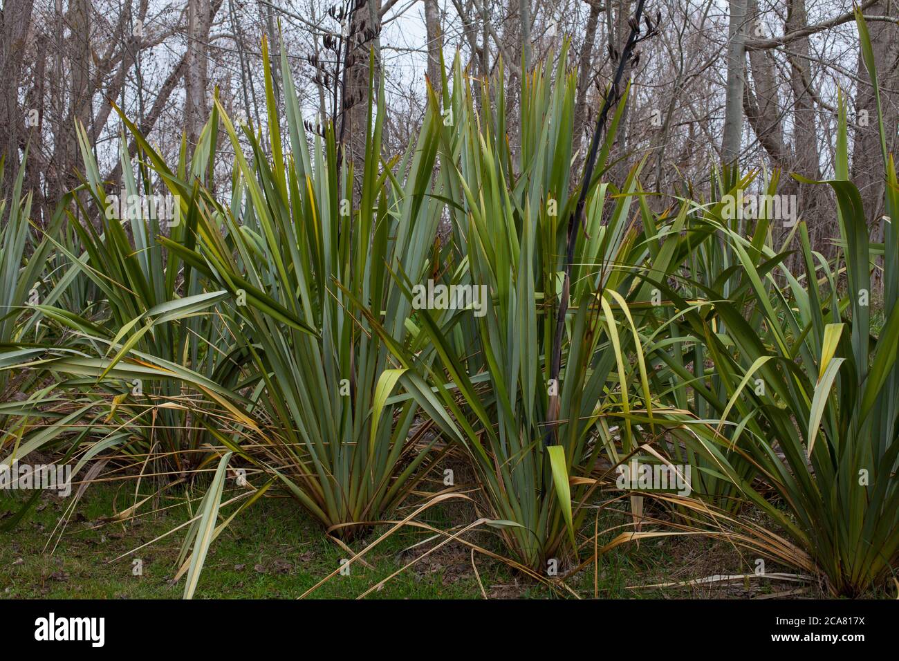 Neuseeländische Landschaft: Flachspflanzen (Phormium-Tenax). Stockfoto