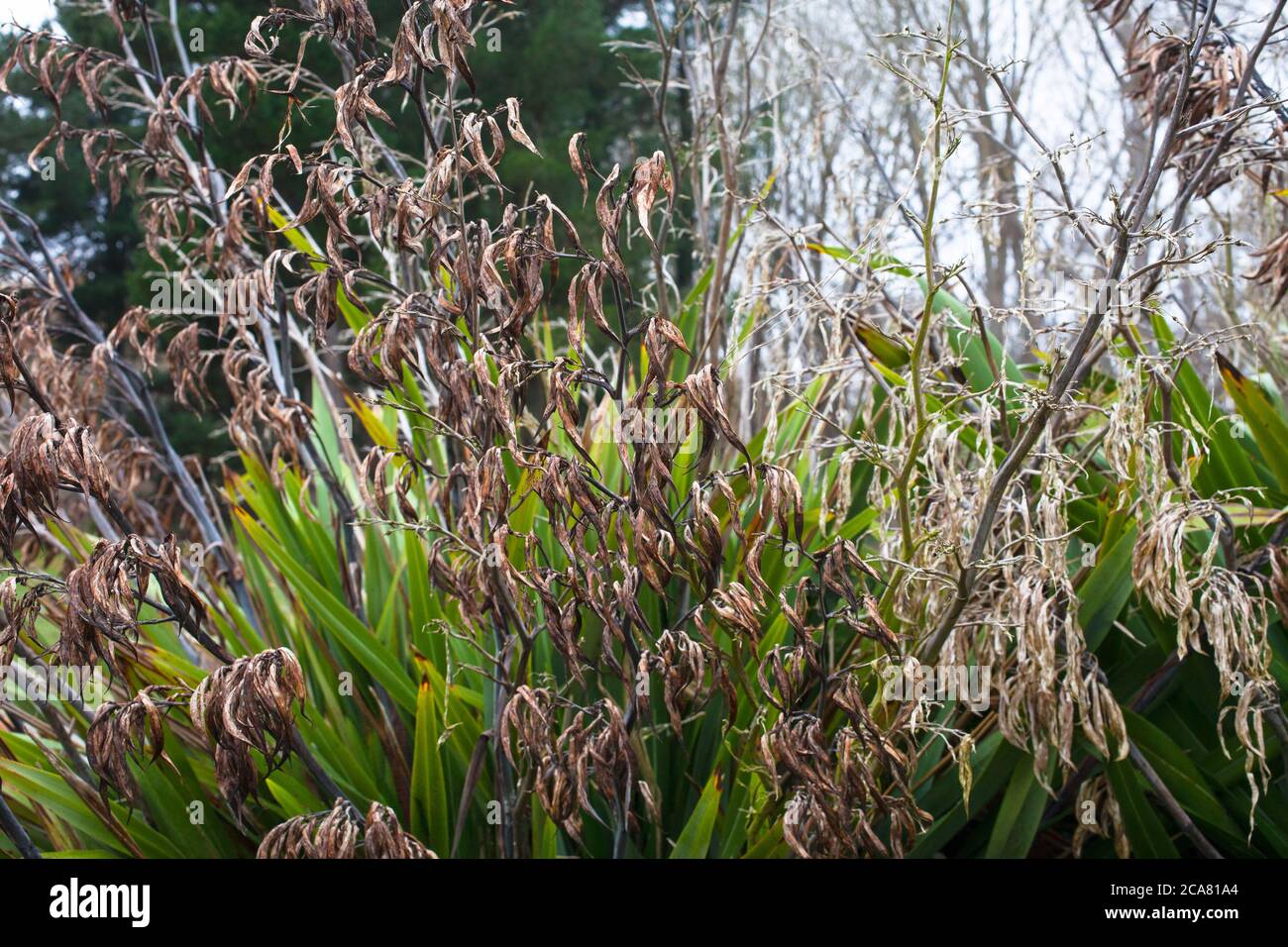 Neuseeländische Landschaft: Flachspflanzen Stockfoto