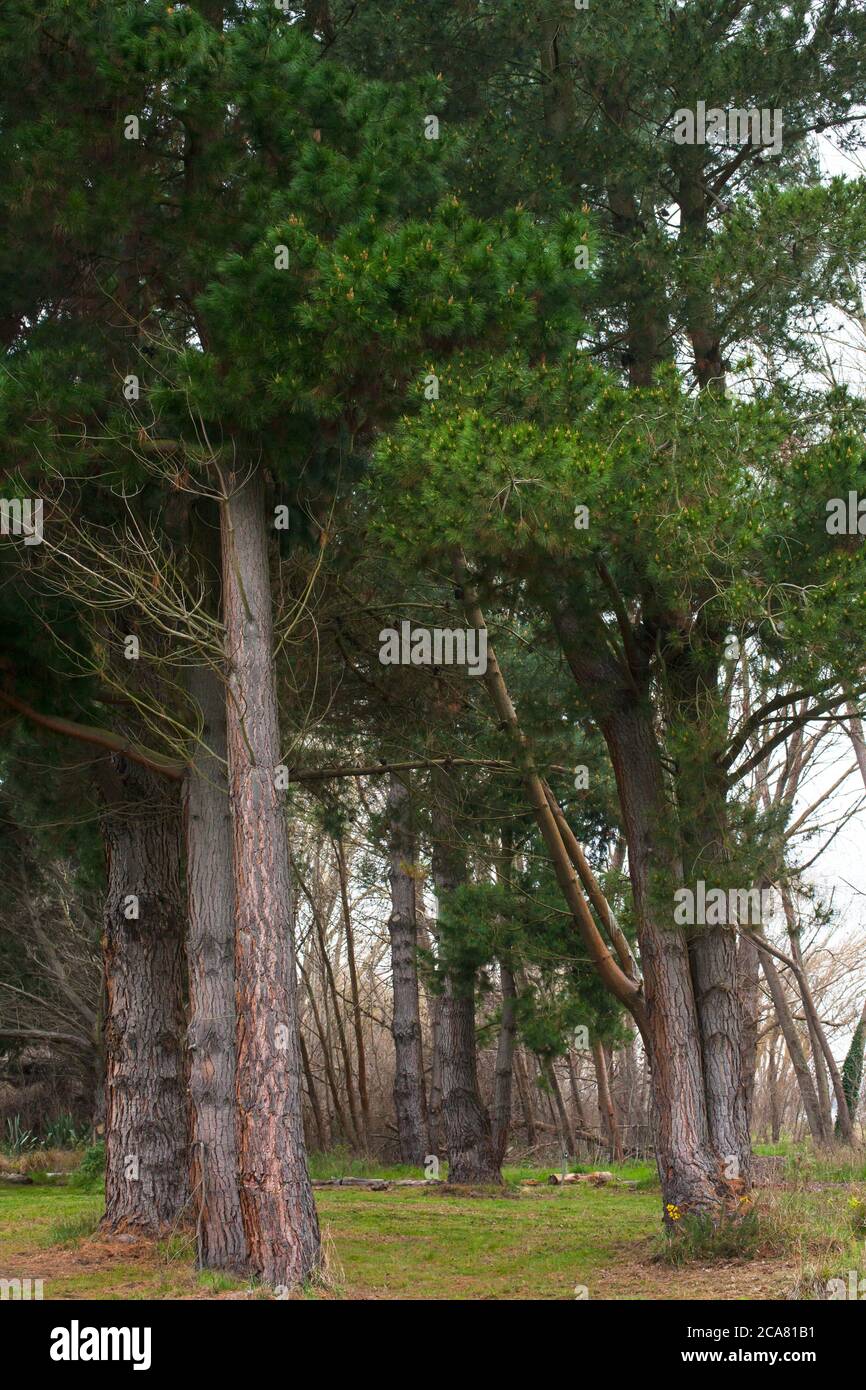 Neuseeländische Landschaft: Pinien Stockfoto