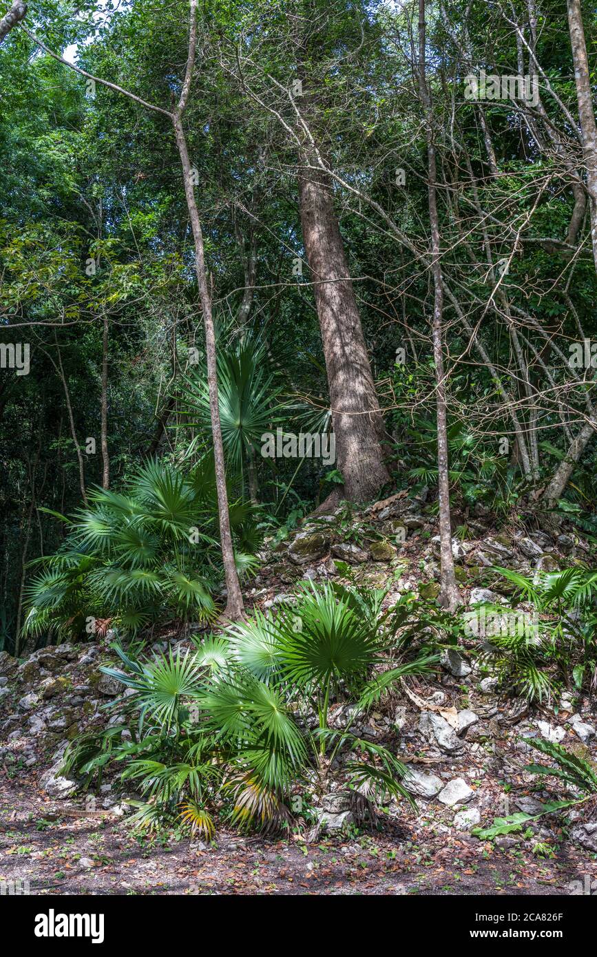 Unrestaurierte Maya-Strukturen in den Ruinen der Stadt Muyil oder Chunyaxche im UNESCO-Weltbiosphärenreservat Sian Ka'an in Quintana Roo, Mexiko. Stockfoto