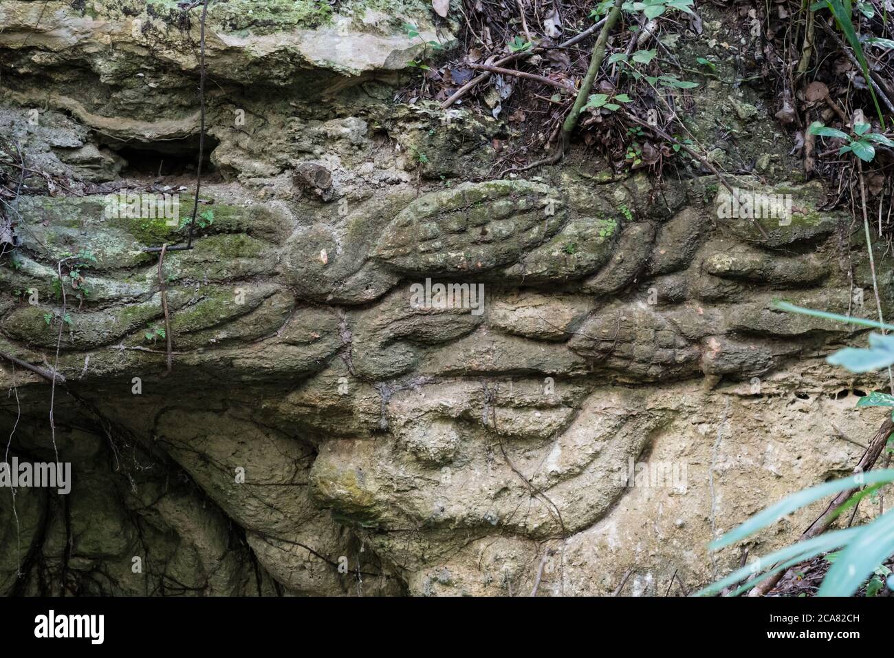 Sehr alte Steinschnitzereien in der Nähe der Ruinen der Maya-Stadt Muyil oder Chunyaxche im UNESCO-Weltbiosphärenreservat Sian Ka'an, Quintana Roo, Mexiko Stockfoto
