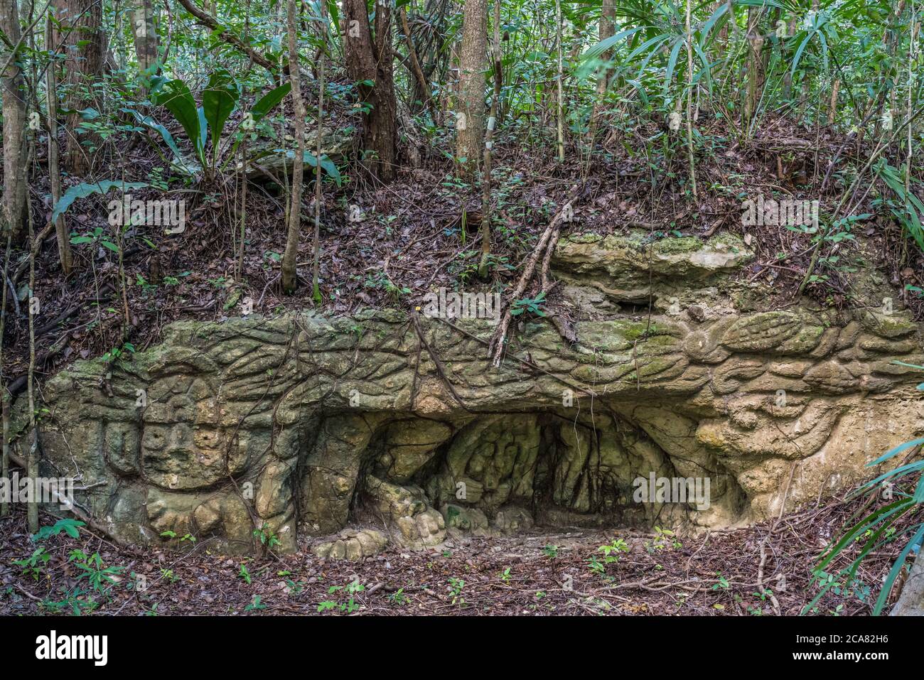 Sehr alte Steinschnitzereien in der Nähe der Ruinen der Maya-Stadt Muyil oder Chunyaxche im UNESCO-Weltbiosphärenreservat Sian Ka'an in Quintana Roo, Mex. Stockfoto