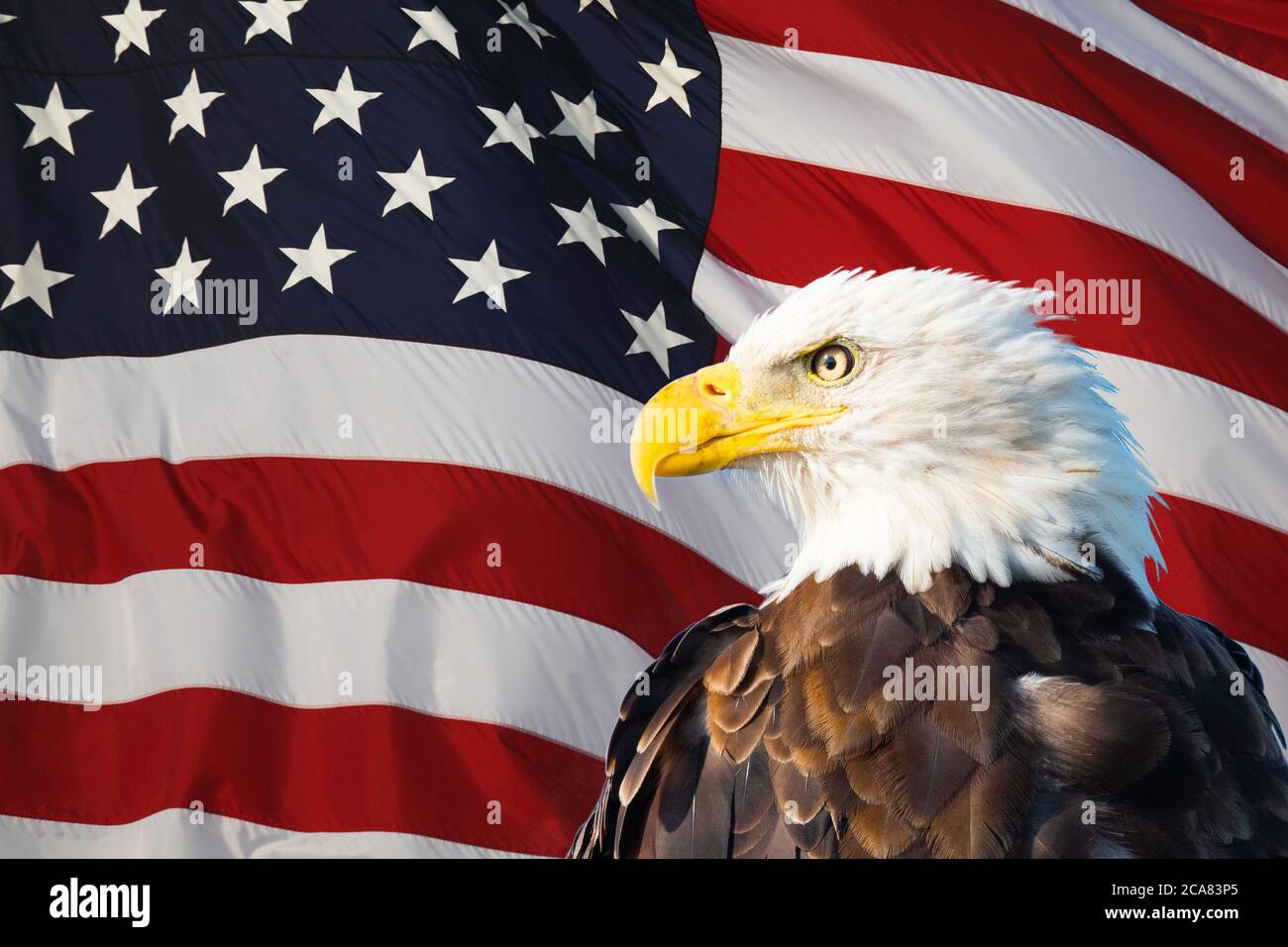 Bald Eagle überlagert auf der amerikanischen Flagge Stockfoto