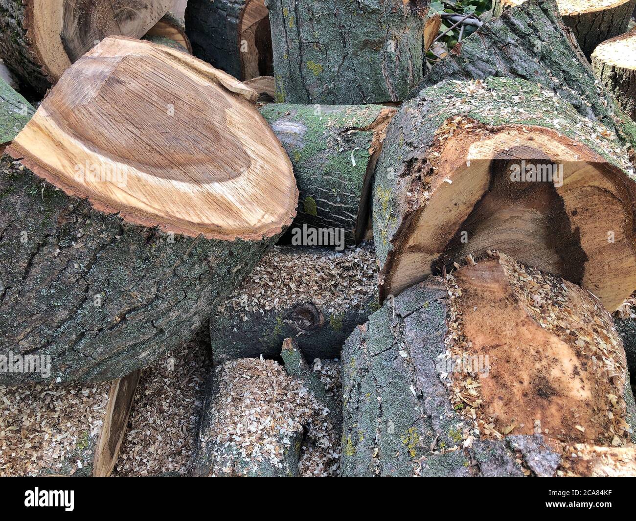 Baumstumpf Hintergrund. Bemaltes, antikes Nussbaumholz, Holzstruktur Stockfoto