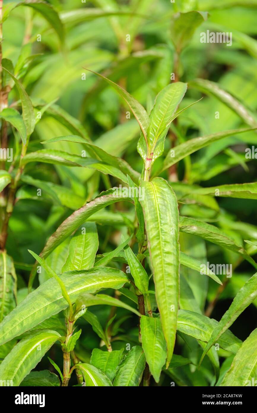 Stevia rebaudiana. Candyleaf. Natürliche kalorienarme Süßstoffe. Süßes Blatt. Zuckerfabrik. Essbare Blätter Stockfoto
