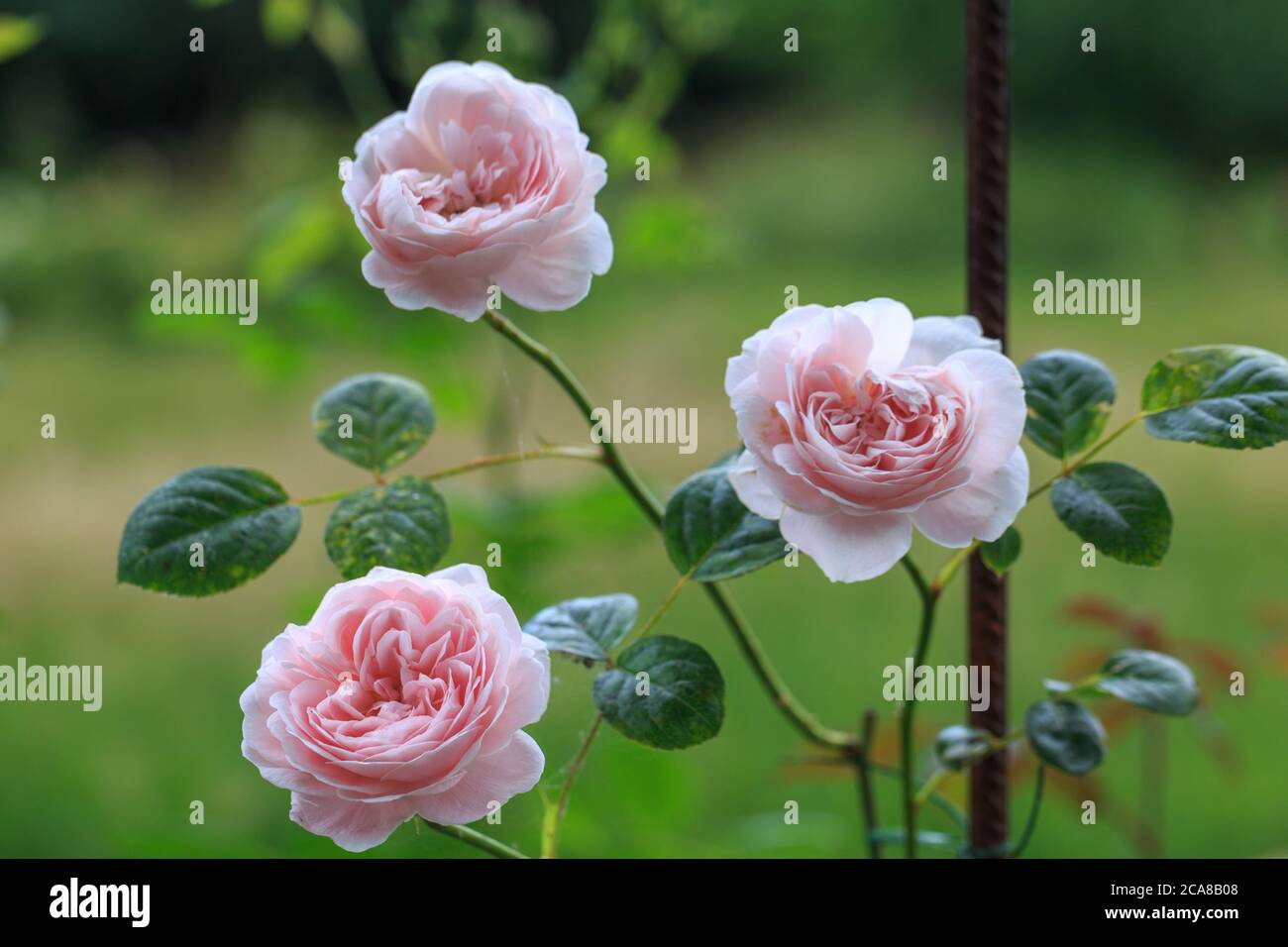 Blühende rosa Rose im Garten an einem sonnigen Tag. Stockfoto