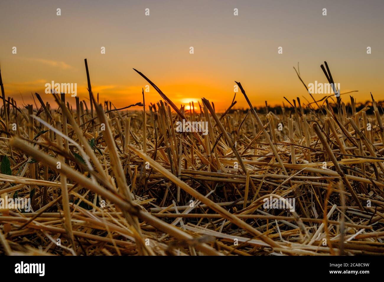 Geerntetes Getreidefeld bei Sonnenuntergang. Ländliche Sommerlandschaft mit orangefarbener Sonne, die über dem Horizont über den Stoppeln sinkt. Hochwertige Fotos. Stockfoto