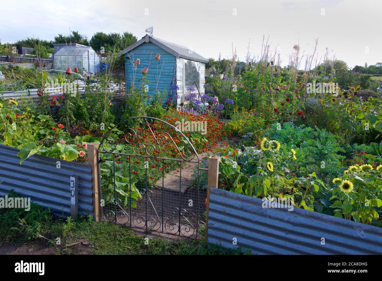 Eine Zuteilung mit Blumen und Gemüse, Devon UK Stockfoto