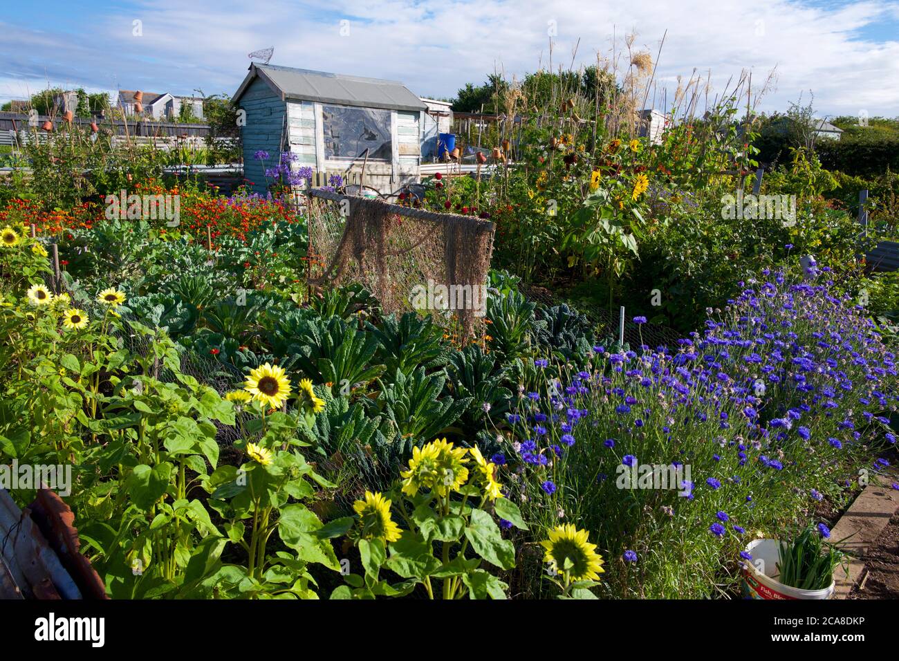 Eine Zuteilung mit Blumen und Gemüse, Devon UK Stockfoto