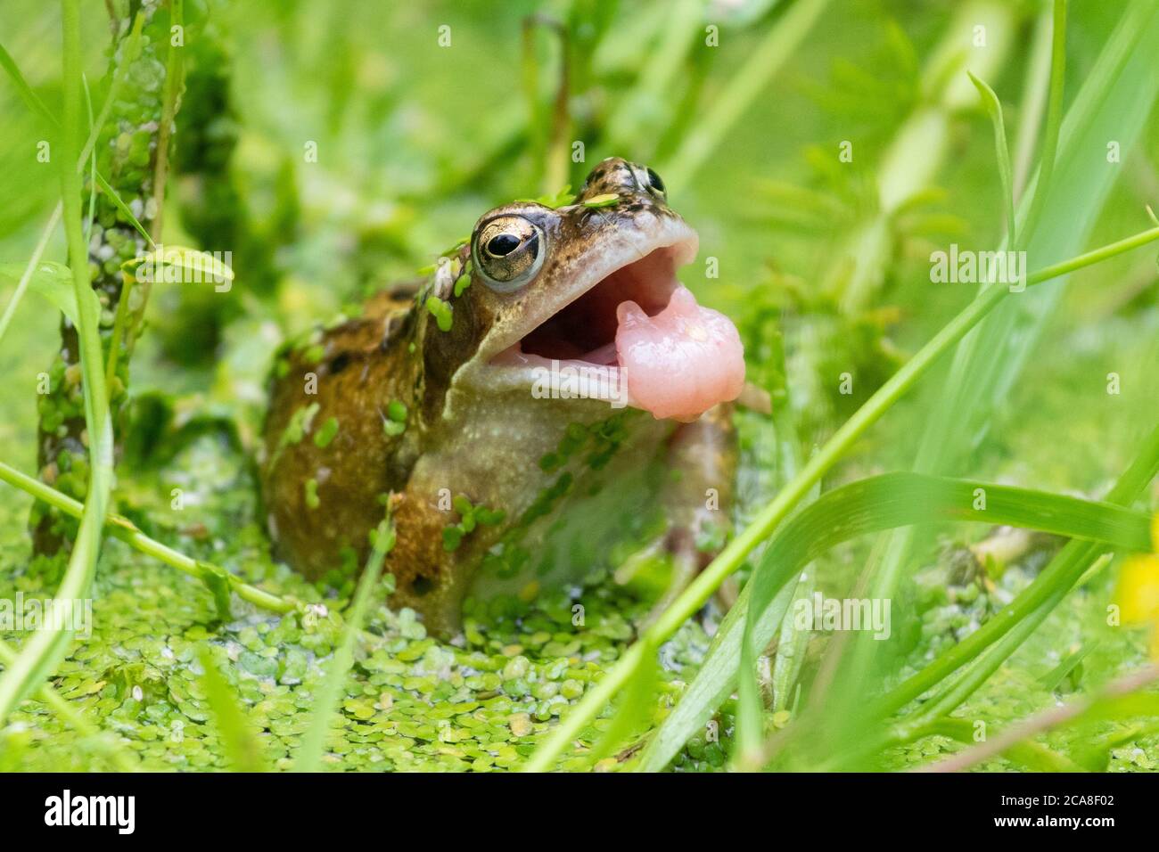 Gewöhnlicher Frosch (Rana temporaria) in großbritannien Garten Wildtierteich mit Entenkraut bedeckt mit Mund offen nach dem Versuch, eine Wespe zu fangen Stockfoto
