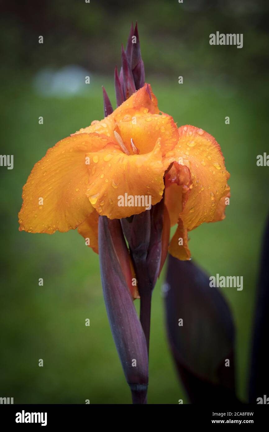 Regen Tröpfchen auf den Blütenblättern der Blütenblüte einer Canna Lily. Stockfoto