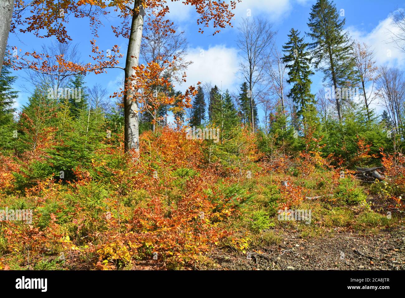 Herbstwald in den Karpaten Stockfoto