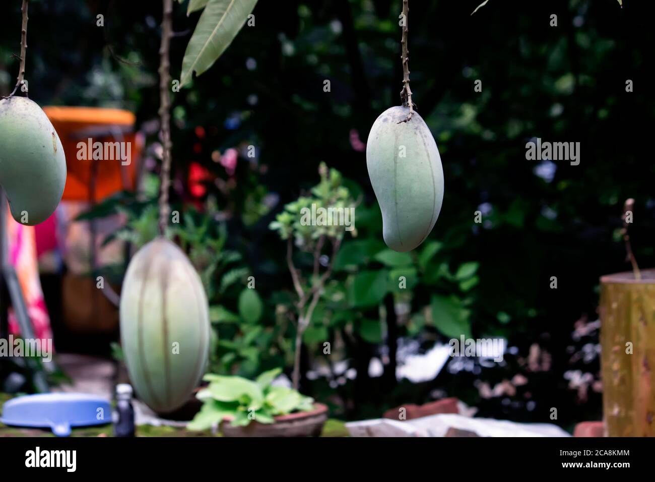 Grüne Mango-Frucht wächst auf einem Baum Stockfoto