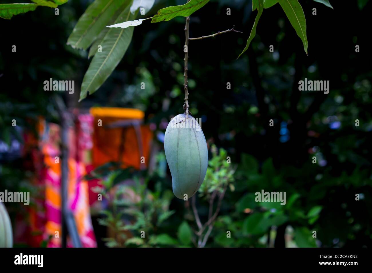 Grüne Mango-Frucht wächst auf einem Baum Stockfoto