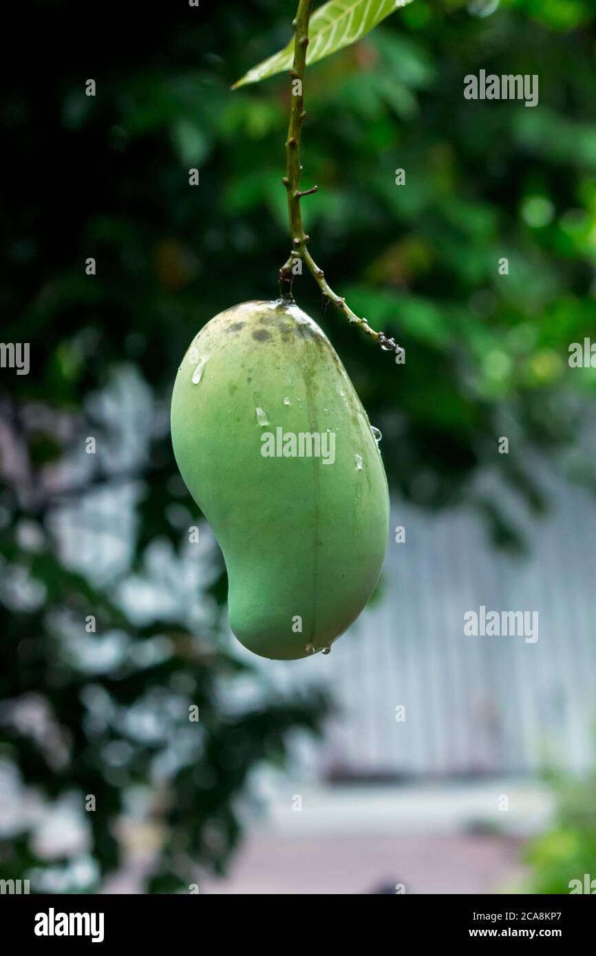 Grüne Mango-Frucht wächst auf einem Baum Stockfoto