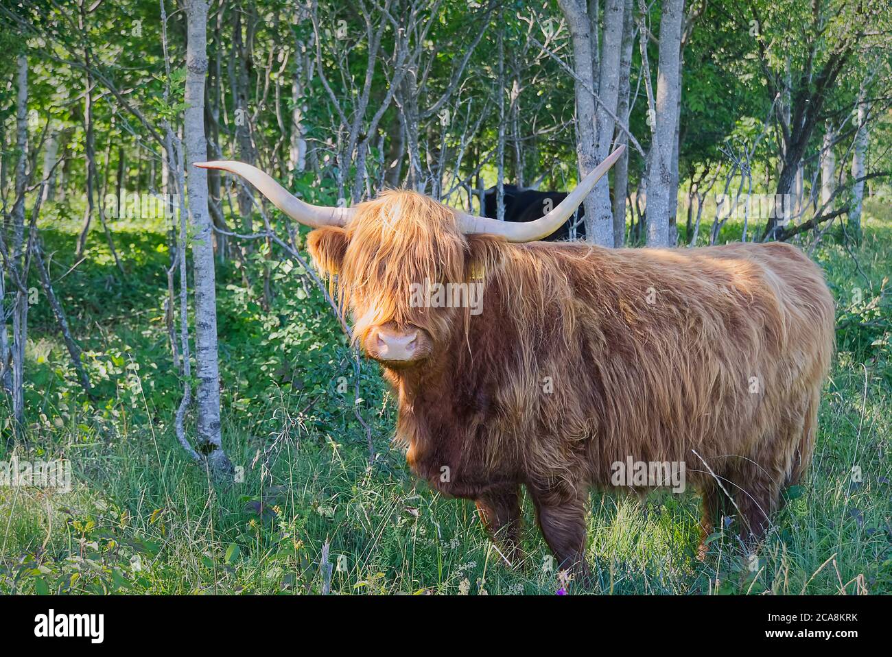 Highland Kuh Wandern im Wald, versteckt vor heißen Sommersonne. Stockfoto