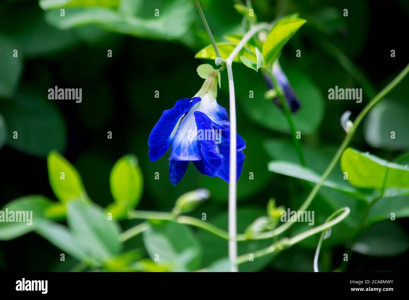 Clitoria ternatea auch als Schmetterlingsblüte bekannt, für die Lebensmittelfärbung verwendet Stockfoto