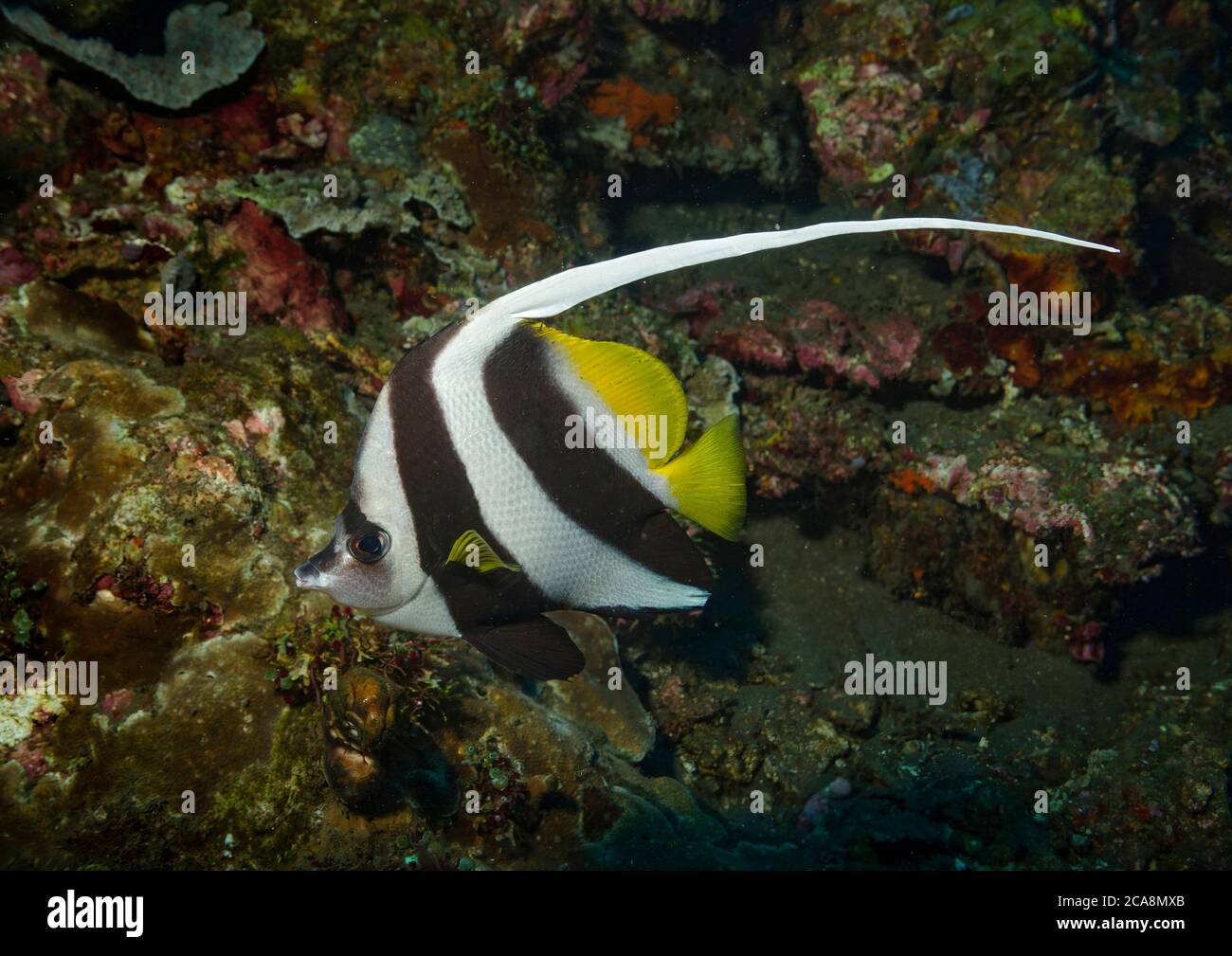 Longfin Bannerfish, Heniochus acuminatus, auf Korallenriff, Tulamben, Bali Stockfoto