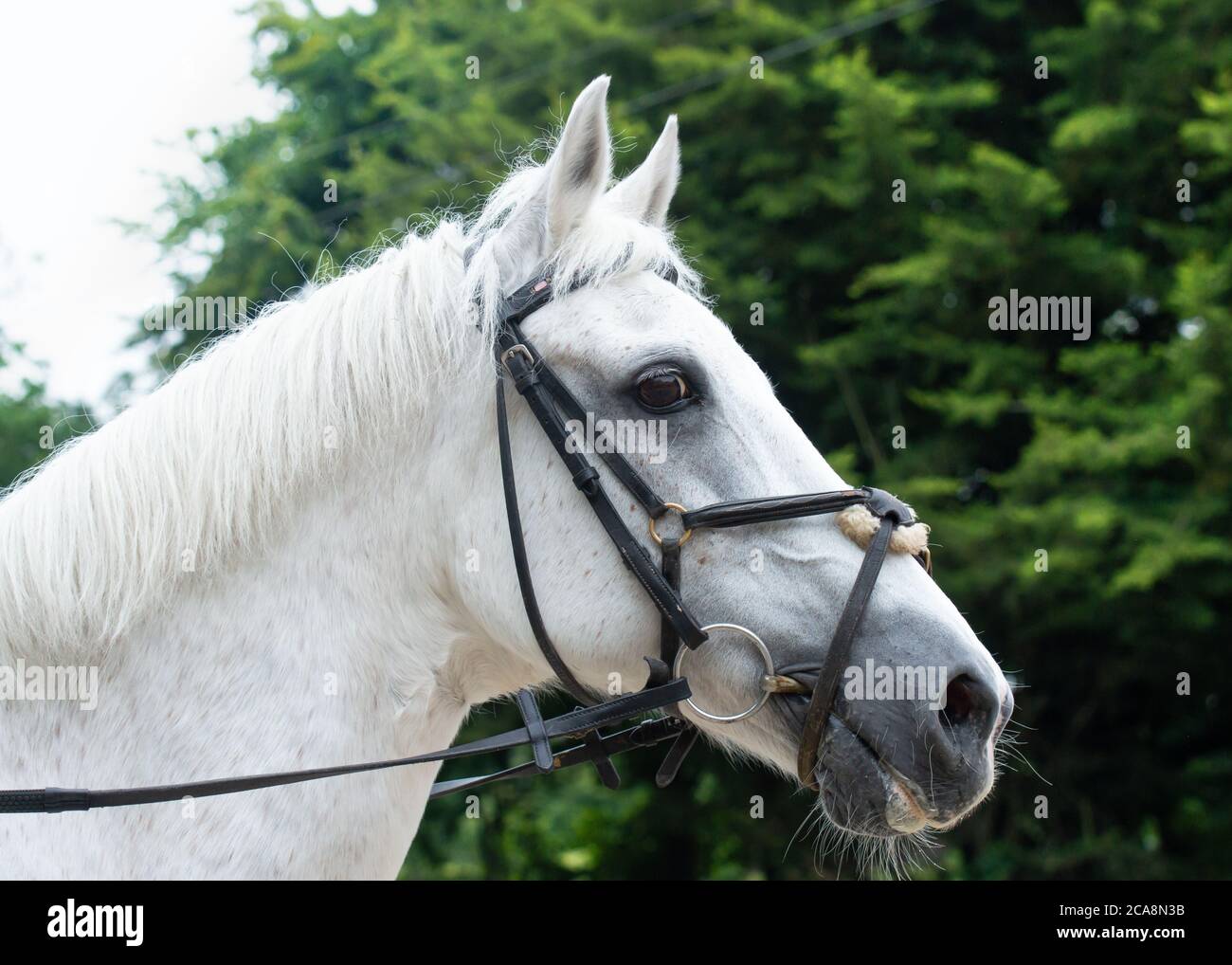 Porträt einer grauen Vollblutstute mit einem Zaumzeug, mit Bäumen im Hintergrund. Stockfoto