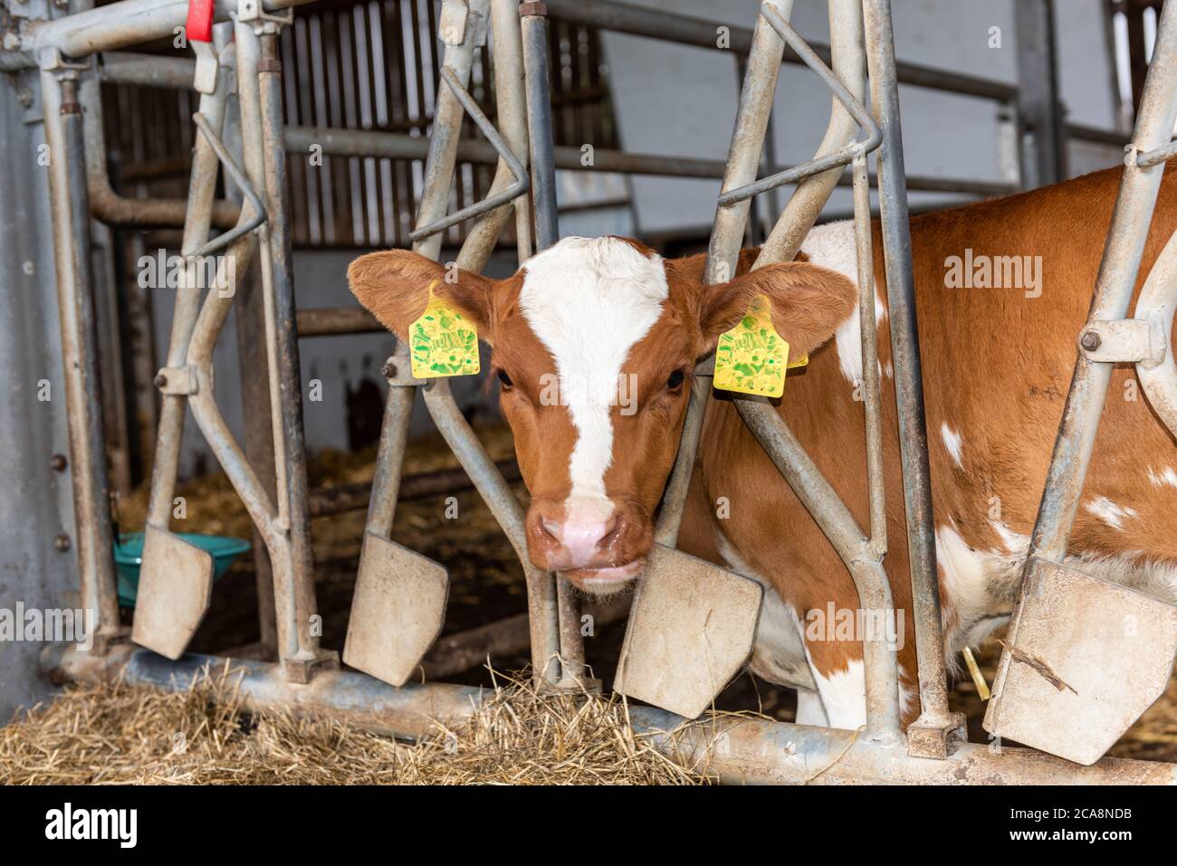 Käalber für die Rinderzucht auf einem Biohof in Schleswig-Holstein Stockfoto