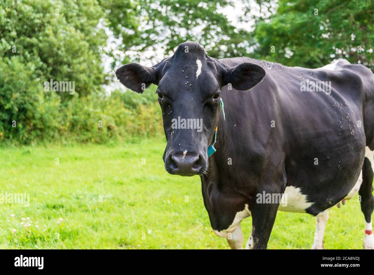 Küche eines Bio Bauernhofs auf einer grünen Wiese in Schleswig-Holstein Stockfoto