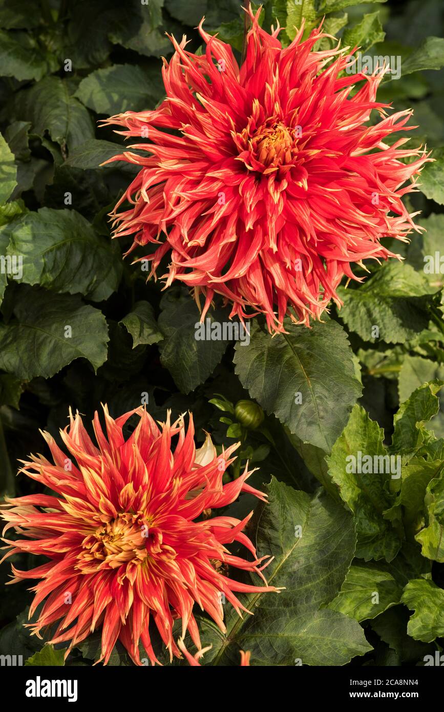 Feurig gelb/rot, geflickt, Kaktus Dahlien. Stockfoto