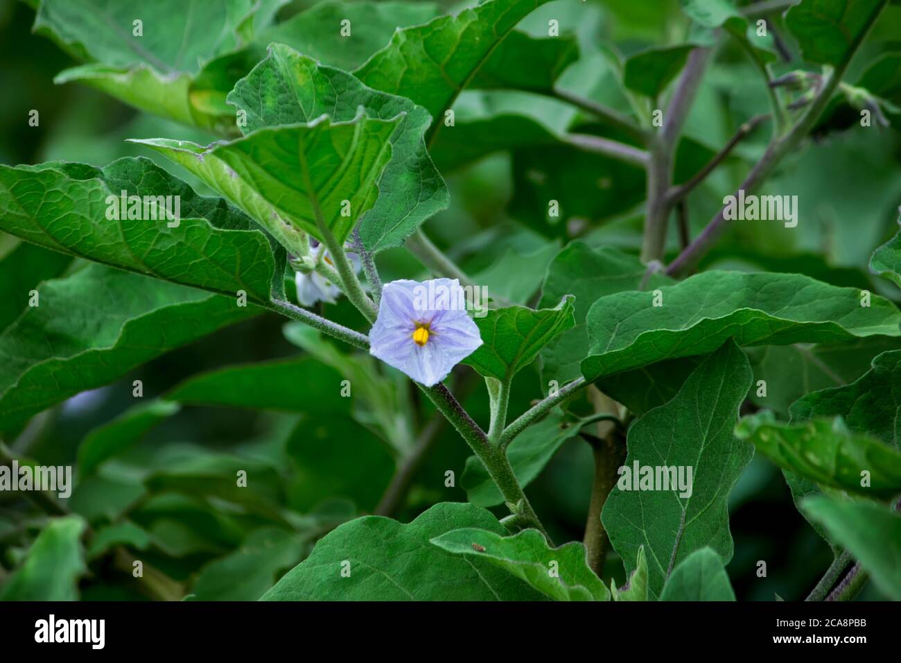 Frische Gemüse Aubergine Baum im Garten Stockfoto
