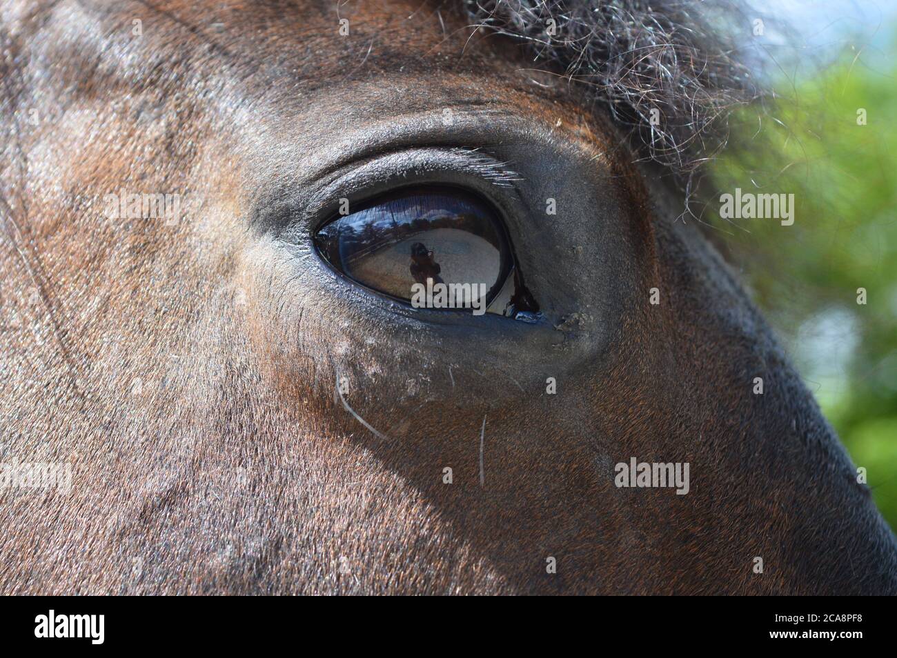Nahaufnahme des Auges des Pferdes. Stockfoto