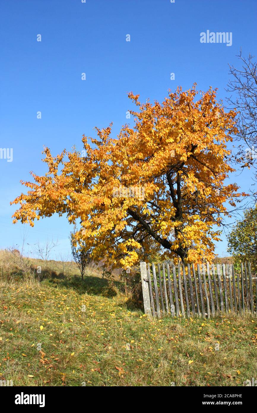 Herbstlicher Kirschbaum. Ländliche Landschaft in Polen. Stockfoto