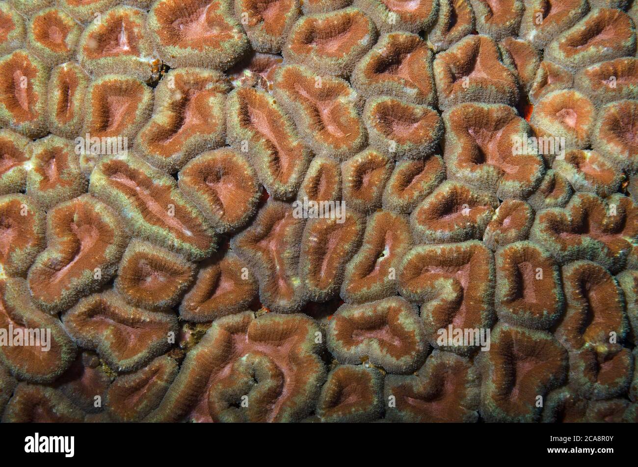 Nahaufnahme, Hirnkoralle, Lobophyllia hemprichii, Tulamben, Bali Stockfoto
