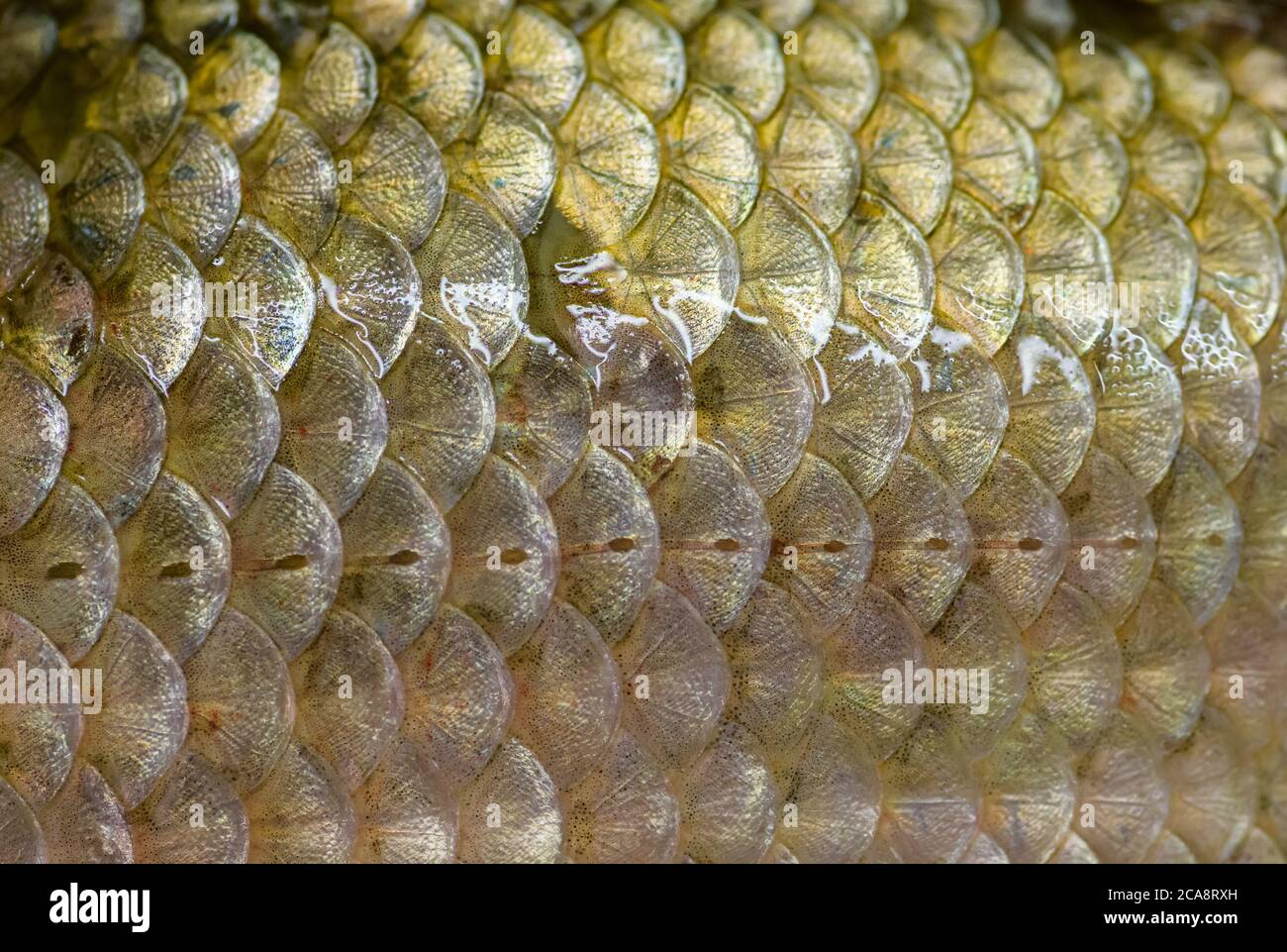 Echte Karauschen Fischschuppen - natürlicher Hintergrund. Stockfoto