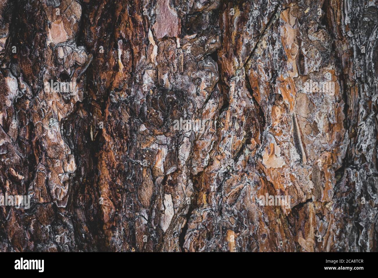 Das Hintergrundholz. Nahaufnahme der Rinde einer Kiefer Stockfoto