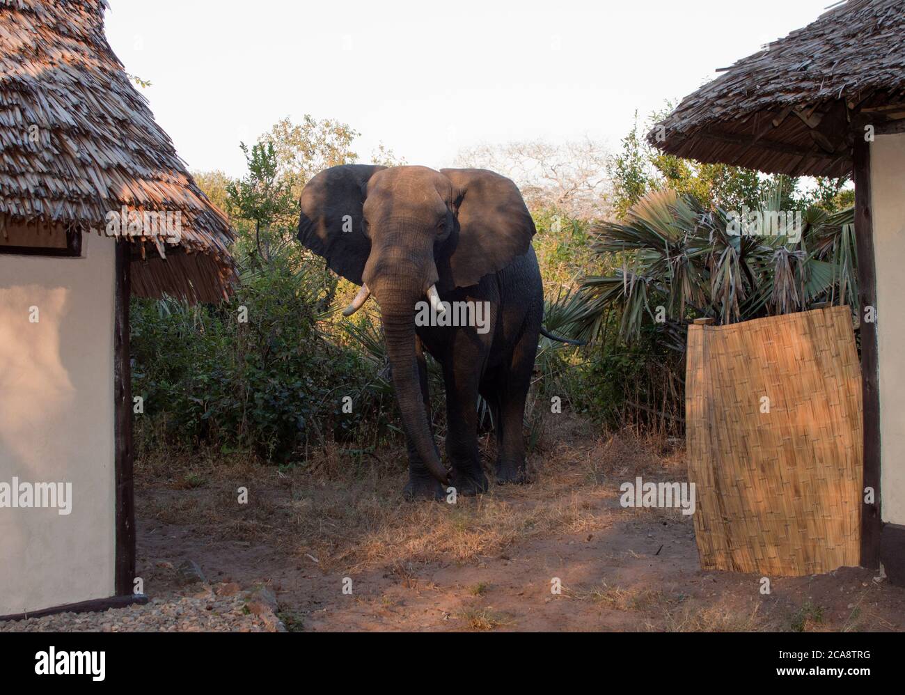 Ein großer Elefantenbulle wandert durch die Zelte im Katavi Wildlife Camp. Solche Begegnungen mit Wildtieren sind ein besonderer Nervenkitzel für die Gäste Stockfoto