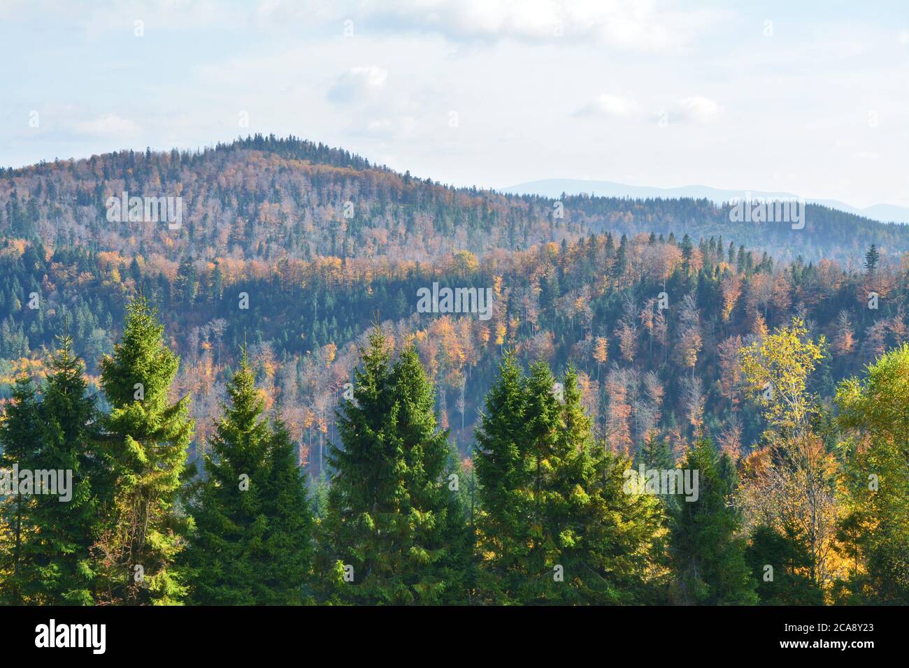 Herbstwald in den Karpaten in Polen. Stockfoto