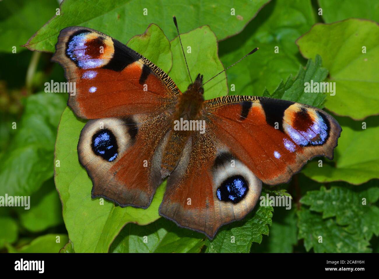 Tagpfauenauge Stockfoto