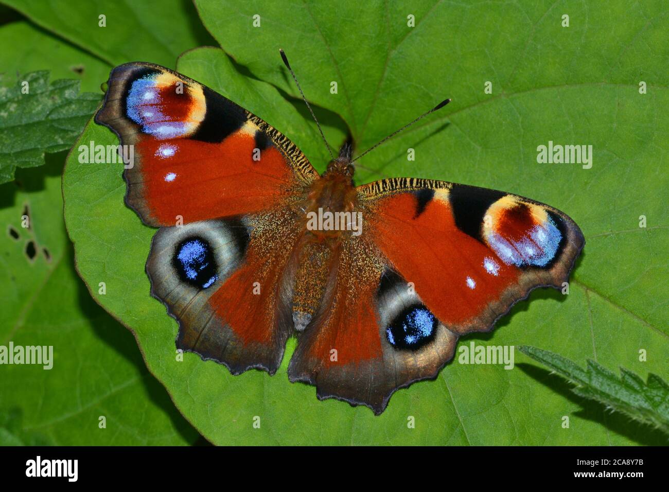 Tagpfauenauge Stockfoto