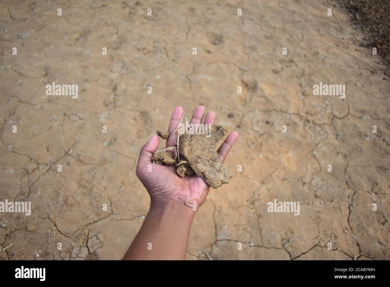 Ein Mann hält einige Stücke von ausgetrockneten Ackerboden in der Hand. Life of Farmers Konzept. Stockfoto
