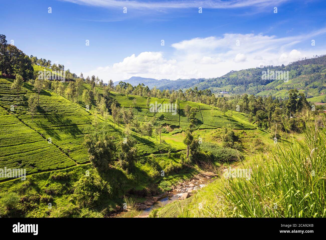 Tea Estate, Castlereagh Lake, Hatton, Central Province, Sri Lanka, Asien Stockfoto