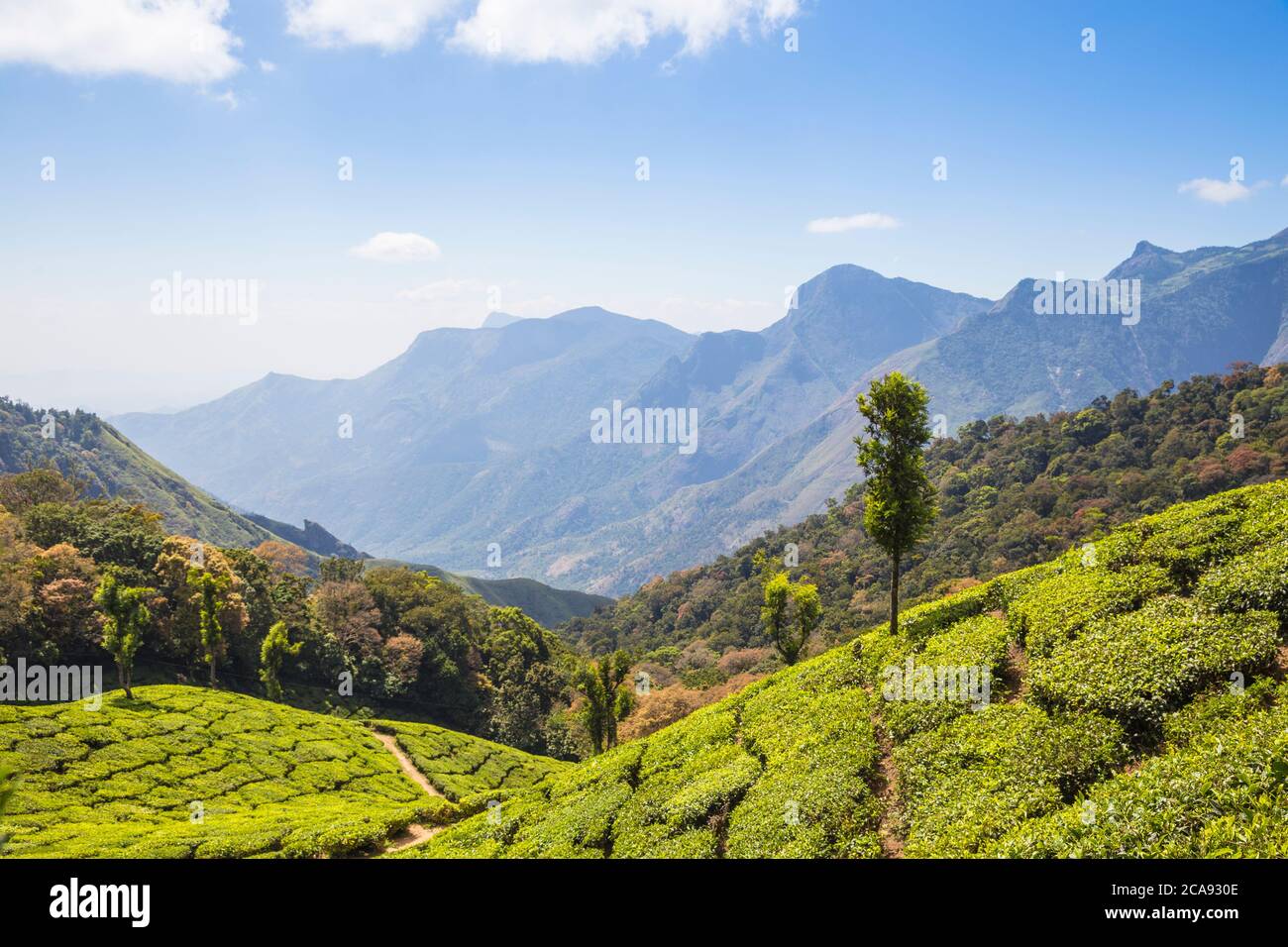 Tee-Anwesen an der Top-Station, Munnar, Kerala, Indien, Asien Stockfoto