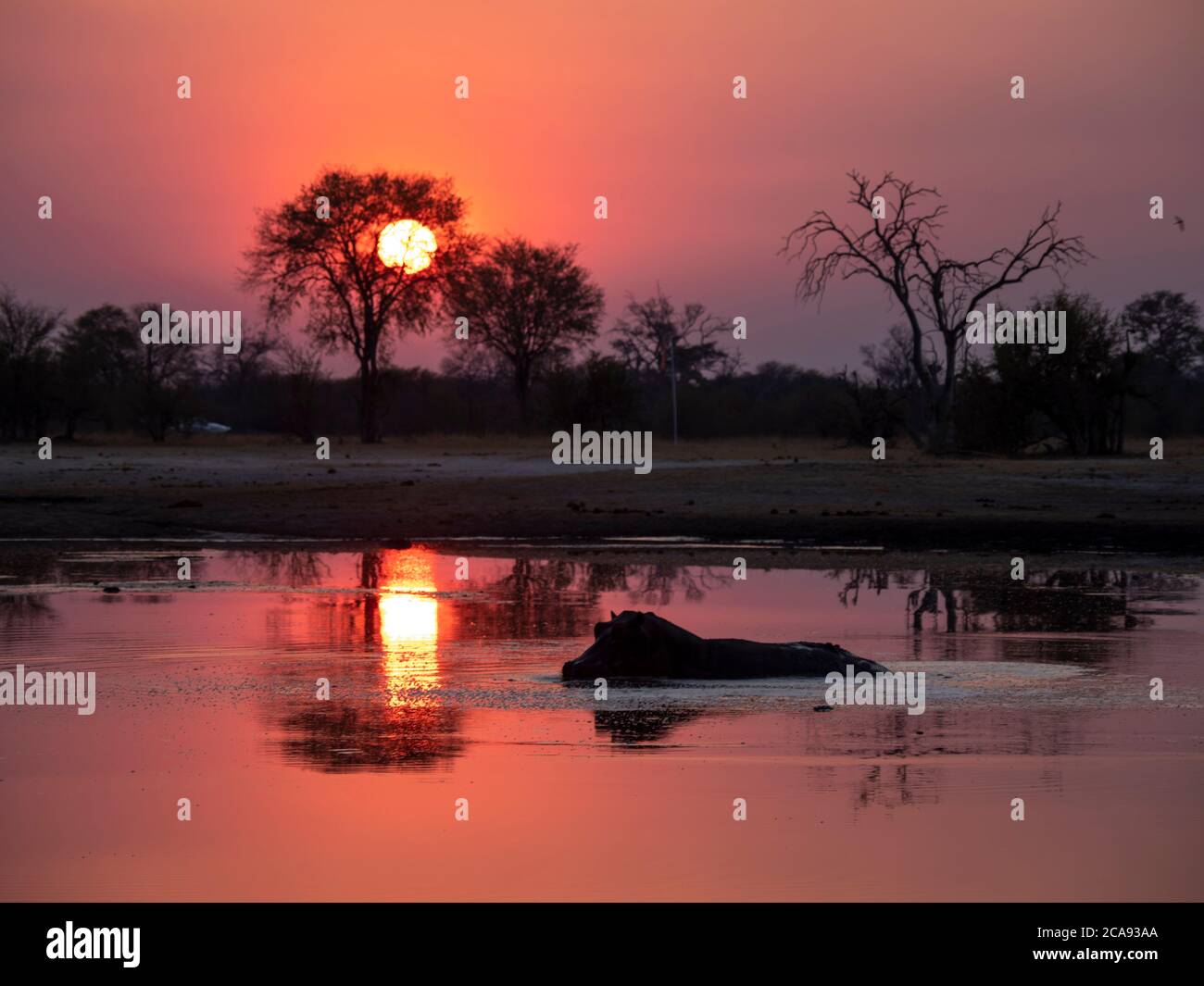 Ausgewachsener Nilpferd (Hippopotamus amphibius) Baden bei Sonnenuntergang im Hwange-Nationalpark, Simbabwe, Afrika Stockfoto